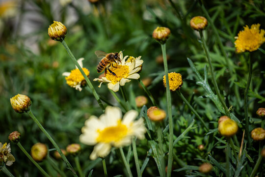 Abejas sobre margaritas