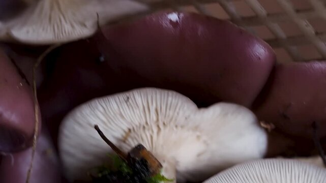 Macro view of foraged mushrooms in a woven basket. Purple and white caps with visible gills contain forest debris. Slow pan movement under soft natural lighting with shallow focus. Oyster mushrooms