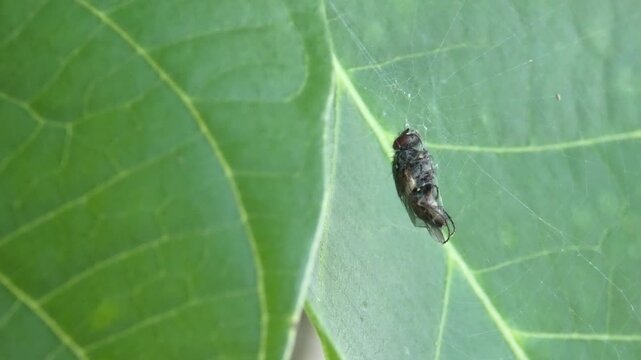 Caught fly wrapped in spider silk thread on leaf without spider, medium shot, soft light. Intricacy and preservation.