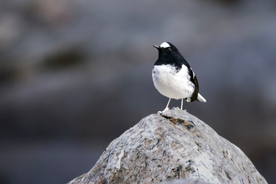 Little Forktail | Enicurus scouleri