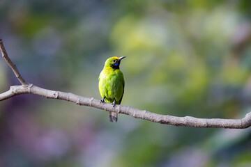 Obraz premium Golden-fronted Leafbird | Chloropsis aurifrons