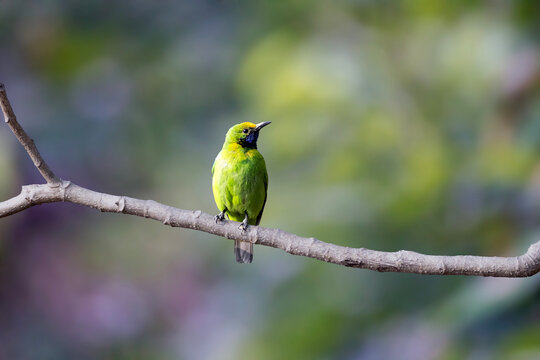 Golden-fronted Leafbird | Chloropsis aurifrons