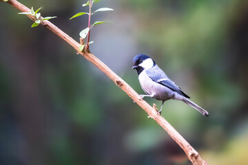 Asian Tit   Paridae © Trilok Singh Bisht