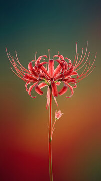 Crimson Lycoris Radiata Against Gradient Background 