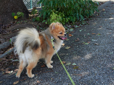 真夏の公園で楽しく散歩する可愛いポメラニアンの子犬の姿