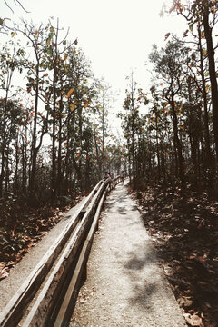 A serene forest path lined with trees under a bright, clear sky.