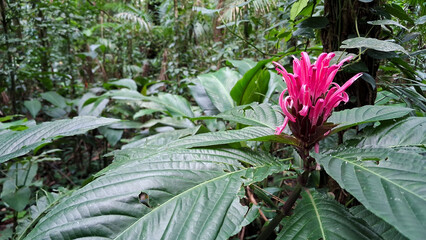 Fototapeta premium Justicia carnea, flower (also known as Jacobinia or Brazilian Plume) in a tropical vegetation setting.