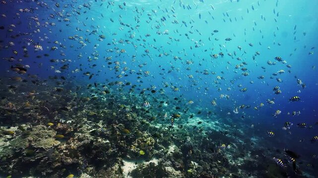 Sunlight Beams Piercing Clear Blue Ocean Water over Coral Reef with Swarming Sergeant Major and Damselfish in Komodo Indonesia, Relaxing Shimmering Light and Peaceful Marine Life Harmony