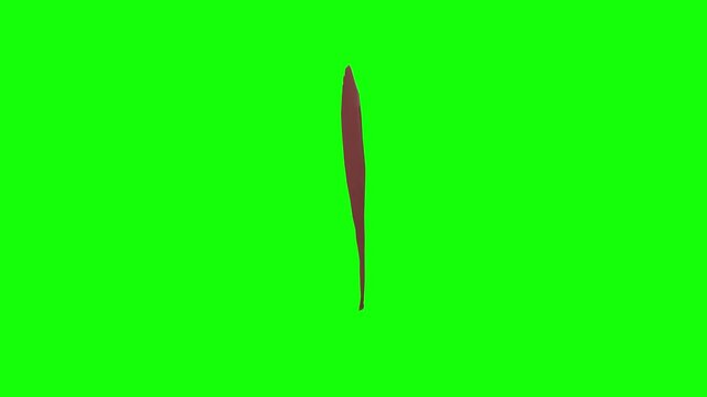 Right Extensor Carpi Ulnaris Rotation Green Screen CC BY