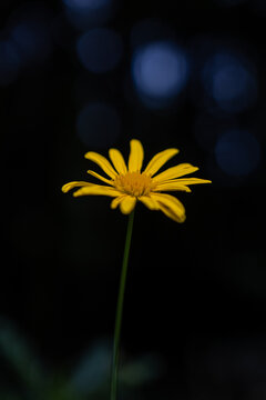 Single yellow daisy showing its petals and center, standing out against a blurred, dark background with subtle blue bokeh highlights, representing nature's beauty