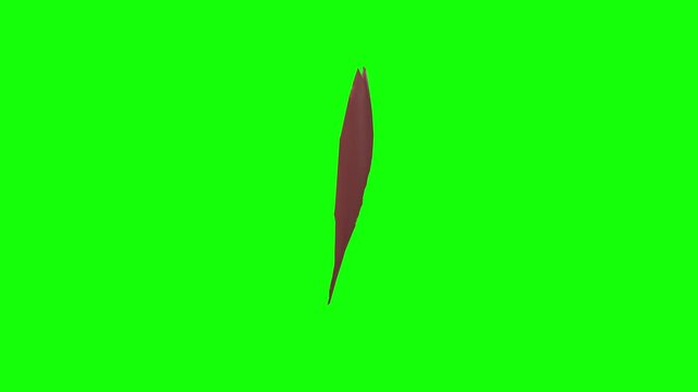 Ulnar Head of Left Flexor Carpi Ulnaris Rotation Green Screen CC BY