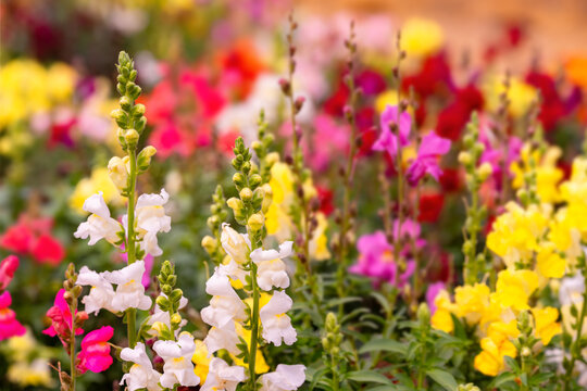 Vibrant snapdragons (Antirrhinum majus) in white, yellow, pink and red flowering in the Walled Garden at Holkham Hall, Norfolk, England, photographed in August.