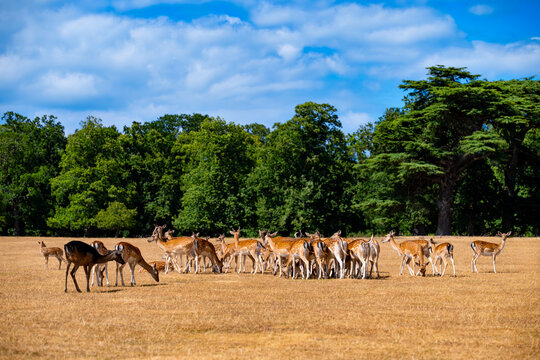 Large herd of fallow deer (Dama dama) grazing and resting on dry summer grass in the historic parkland of Holkham Hall, Norfolk, England, in August.