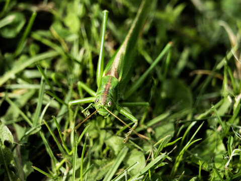 grasshopper on a leaf