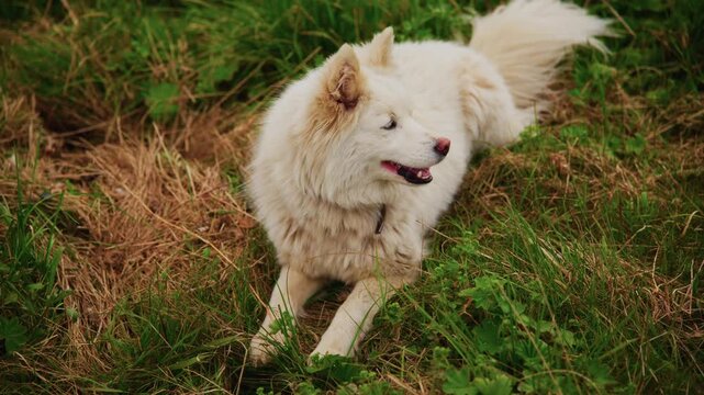 White fluffy dog plays in grass. Dog runs and sniffs around. Tail wags happily. Perfect for pet content or nature scenes