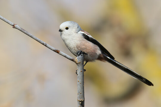 Long-tailed Tit (Aegithalos caudatus) perched gracefully on a vertical twig showing long tail feathers.