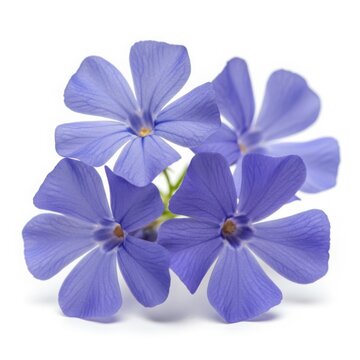 Blue flowers cluster isolated on white background