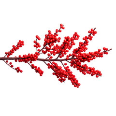 Fototapeta premium Festive Christmas Holly Branch with Numerous Bright Red Berries on a Dark Stem PNG Isolated on transparent background