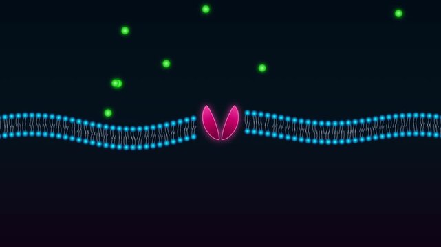 Cellular Membrane Ion Channel Transport Animation Illustrating Biological Molecular Protein Signaling and Active Diffusion Processes
