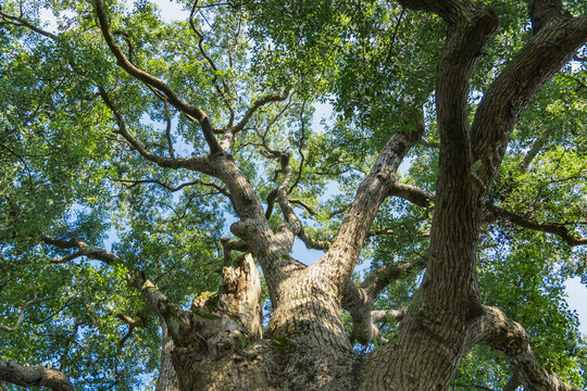 Looking up, the thick, textured trunk and twisted branches of an ancient camphor tree extend upward against a blue sky background.