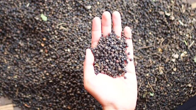 Close-up of hands sorting and inspecting dried black peppercorns to remove debris and ensure quality after harvest, highlighting the manual selection process of the spice