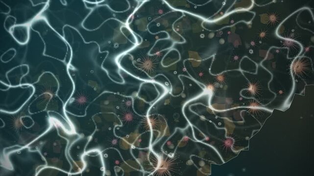 Sea Anemones in Tide Pool Overhead Macro Seamless Loop