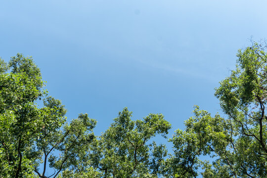 Looking up, green tree crowns line the bottom of the frame with a clean blue sky above.