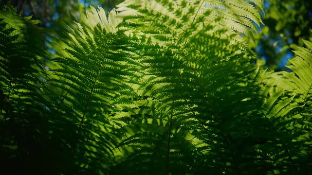 Sunlight filters through lush green fern fronds. Leaves shimmer with vibrant hues of emerald and lime. Shadows dance across the foliage with natural movement. Perfect for nature, relaxation