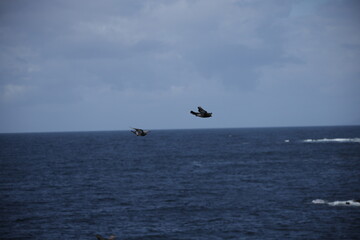 Fototapeta premium Birds flying freely over blue ocean water and cloudy sky