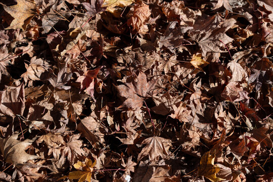 Close up top view of dry fallen maple leaves covering ground in autumn forest for seasonal nature background and web banner template