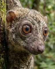 Fototapeta premium Close Up Portrait of a Sunda Colugo.