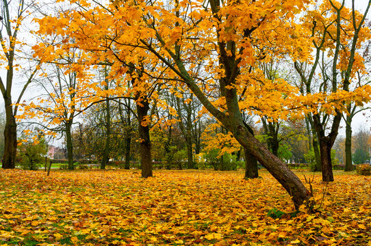 Autumn park background. A wide alley covered with yellow fallen leaves. Tall maple trees with golden foliage lining the path in a cloudy outdoor scene