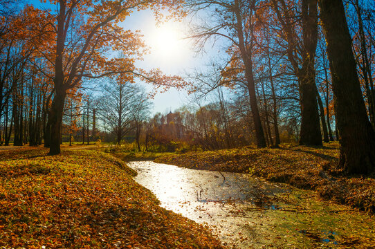 Autumn sunny forest park background. A shallow stream flowing through a grove of trees, bright sunshine at the tree tops, and yellow fallen leaves covering the banks and water surface