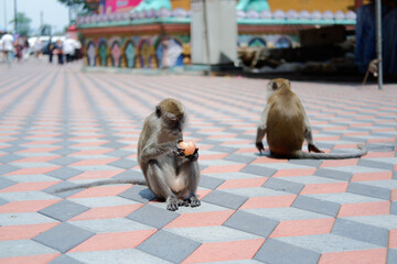 Long-tailed macaques eating and playing together in their natural wild habitat. © Miguel