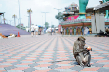 Long-tailed macaques eating and playing together in their natural wild habitat. © Miguel