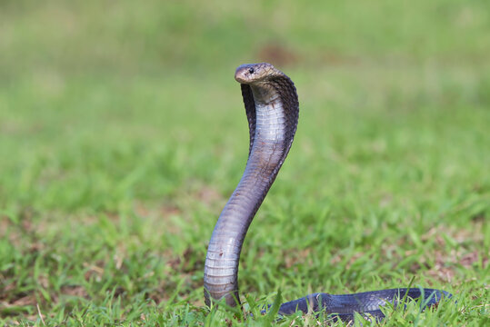 A cobra raises its head as a sign of preparing to attack