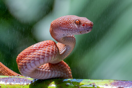 A mangrove pit viper is on a tree branch.