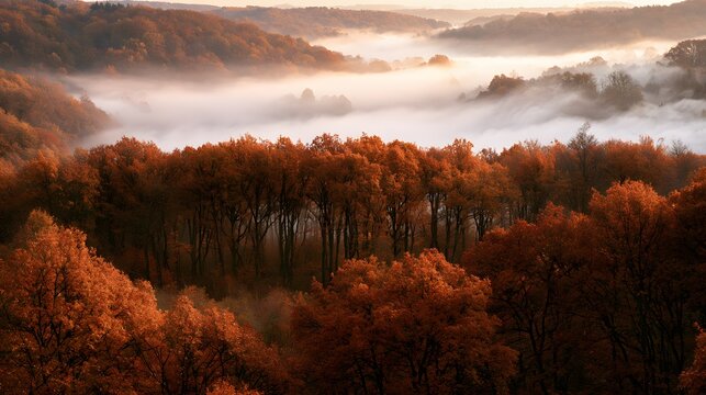 Aerial view of a dense forest with autumn colors surrounded by rolling hills and thick valley fog