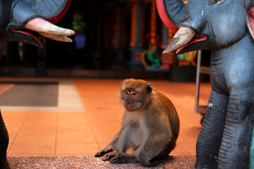 Long-tailed macaques eating and playing together in their natural wild habitat. © Miguel