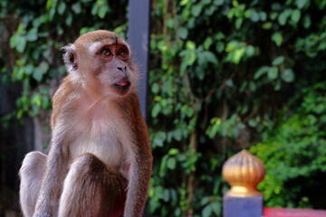 Long-tailed macaques eating and playing together in their natural wild habitat. © Miguel