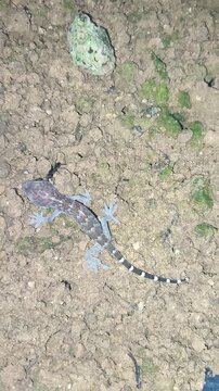 Ant preying on and overpowering a juvenile Tokay gecko (Gekko gecko).