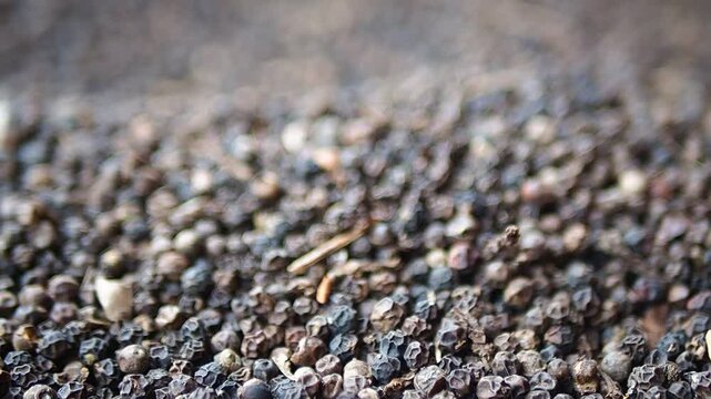 Close-up of dried black peppercorns on the ground with selective focus, showing texture and detail.