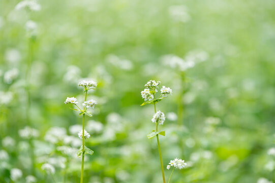 Close up of delicate white buckwheat flowers blooming softly against bright green blurred background for organic nature template and web banner
