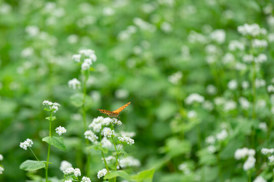 Orange butterfly resting on blooming white buckwheat flower field in autumn sunlight for nature background and web banner template