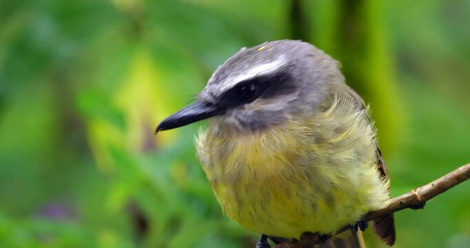 Golden-crowned Flycatcher (Myiodynastes chrysocephalus), perching. In montane rainforest on the Amazonian slopes of the Andes near Cosanga, Napo province, Ecuador.