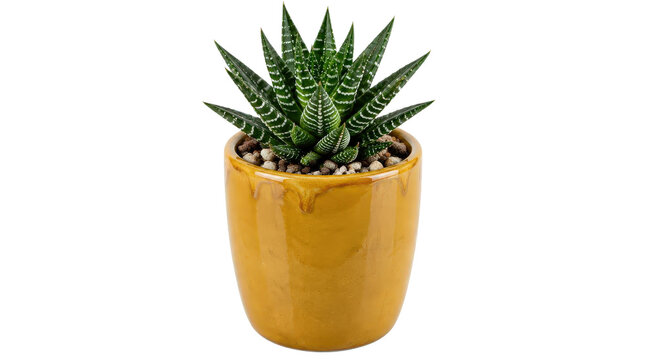 Zebra Haworthia Succulent in Yellow Ceramic Pot