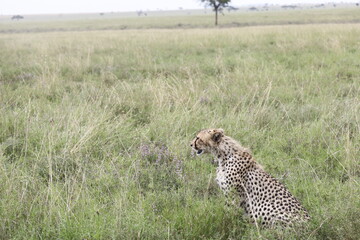 Cheetah Sitting in Serengeti © Ignacio