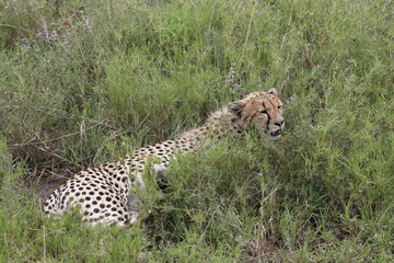 Cheetah in Tall Grass in Serengeti © Ignacio