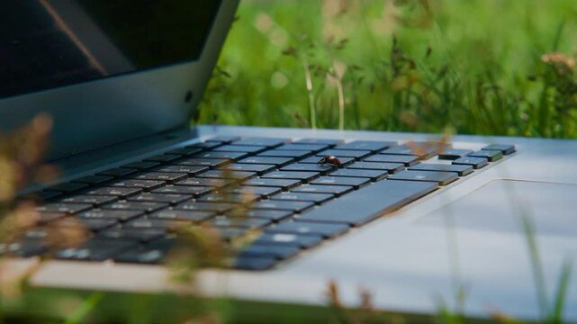 Laptop sits open in vibrant green grass. Sunlight highlights blades and scattered wildflowers. Tiny red ladybug crawls across the keyboard. Nature blends tech for peaceful outdoor work or study