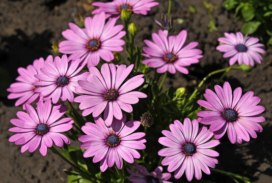 Purple African daisies (Osteospermum)